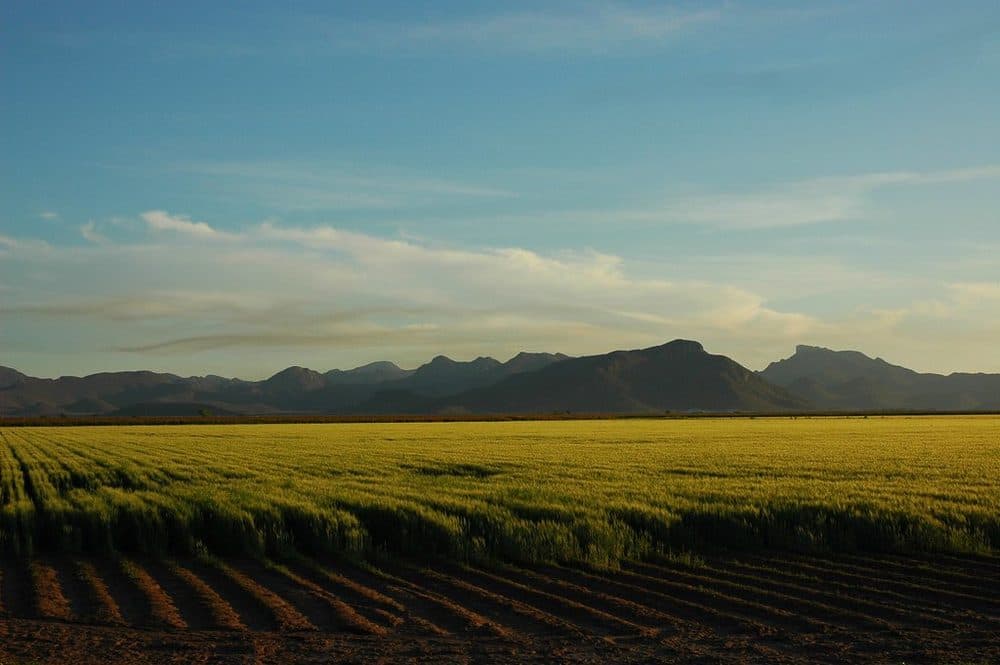 Sunset over the crops