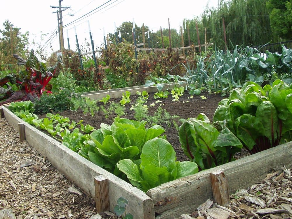Rows of green vegetables