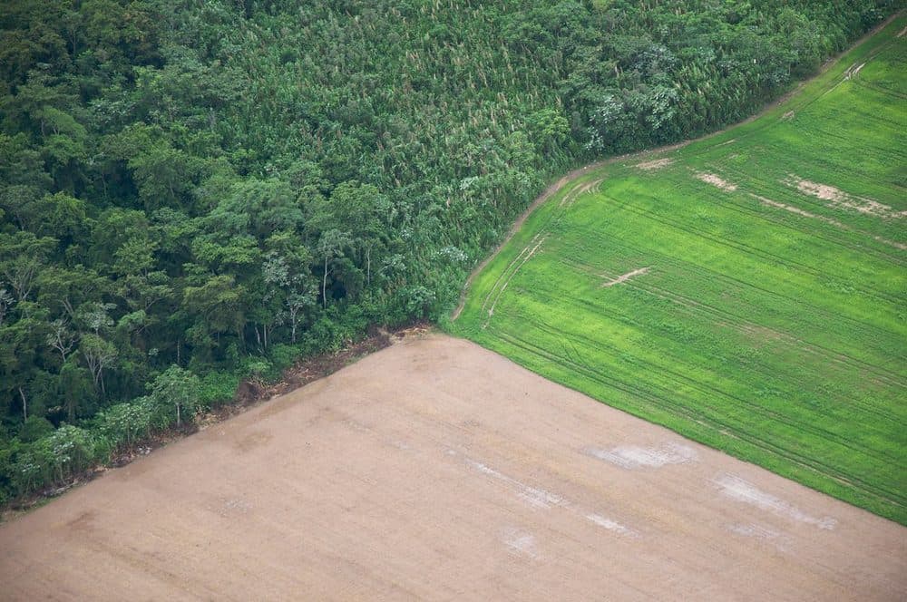 Drone view over the fields