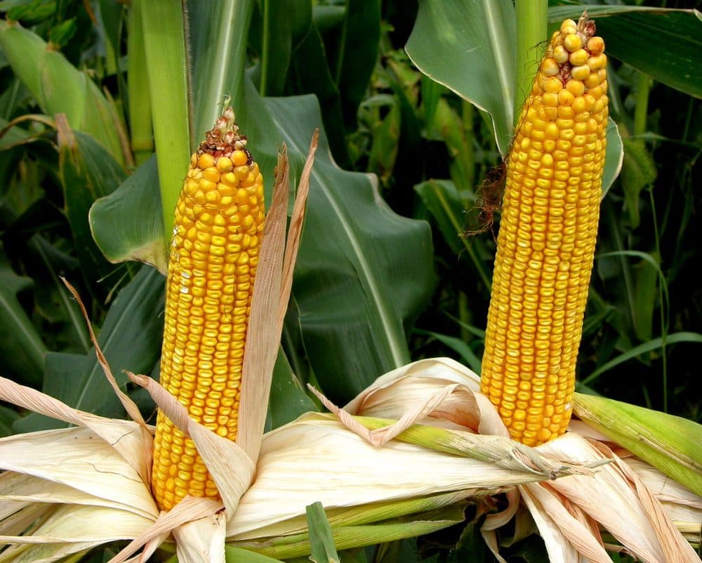Corn ripening in the field