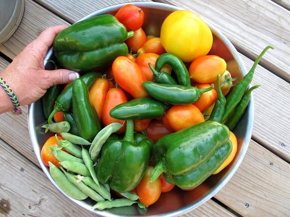 Freshly picked tomatoes