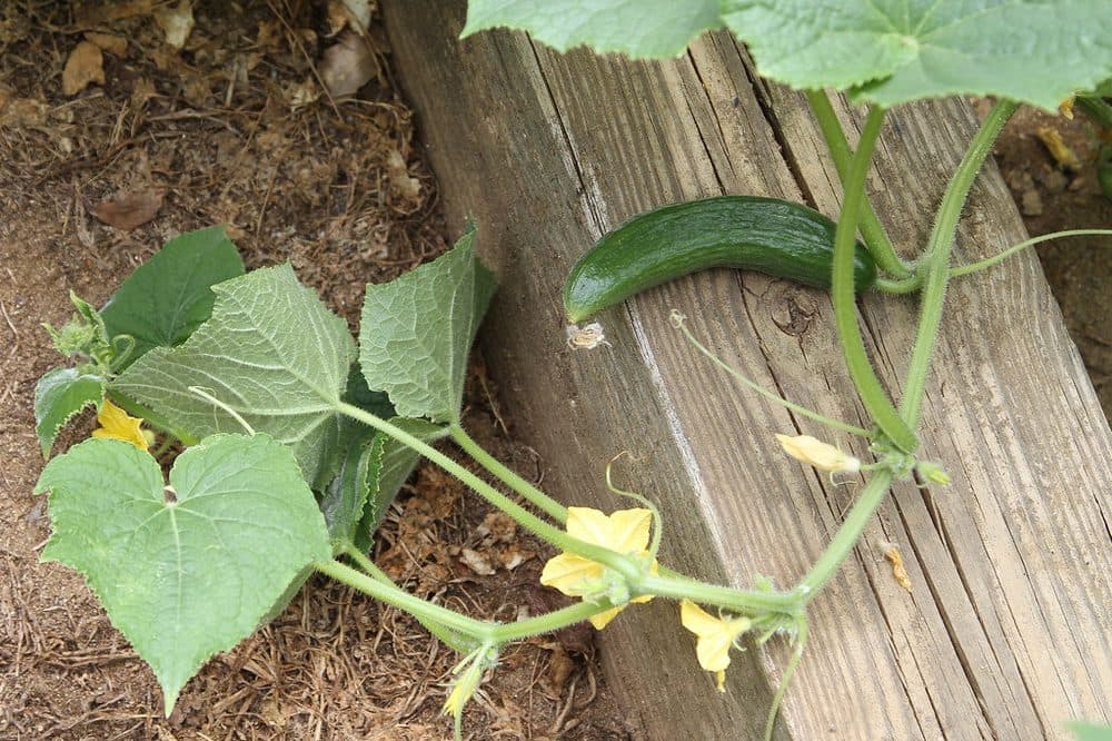 Cucumbers ripening on the vine