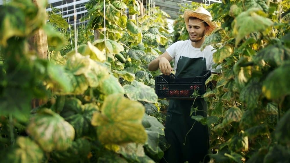 Fresh harvest
