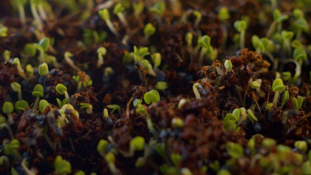 Young seedlings