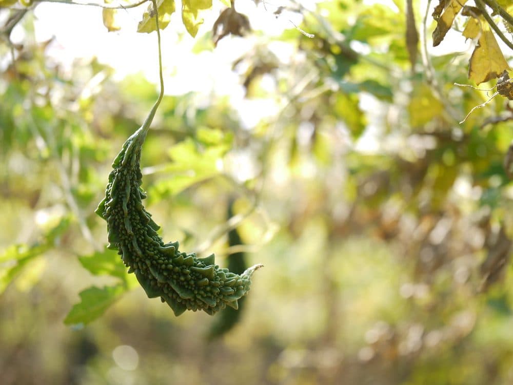 Bitter Gourd