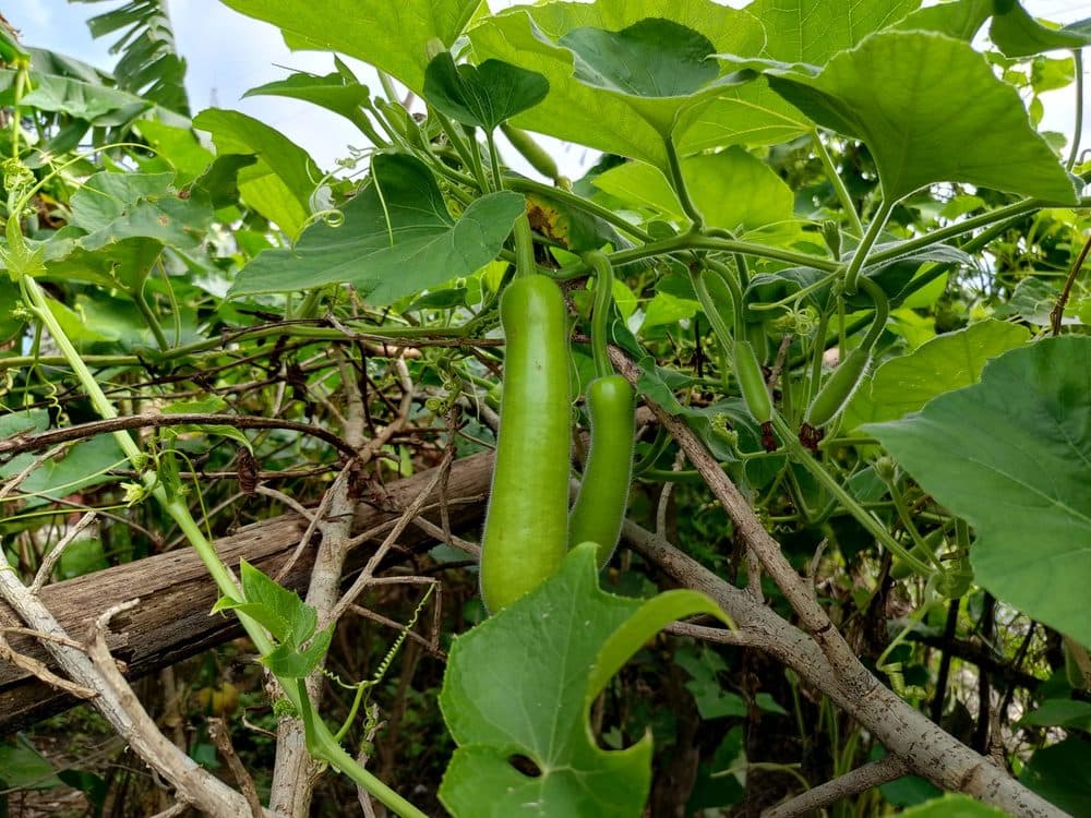 Bottle Gourd