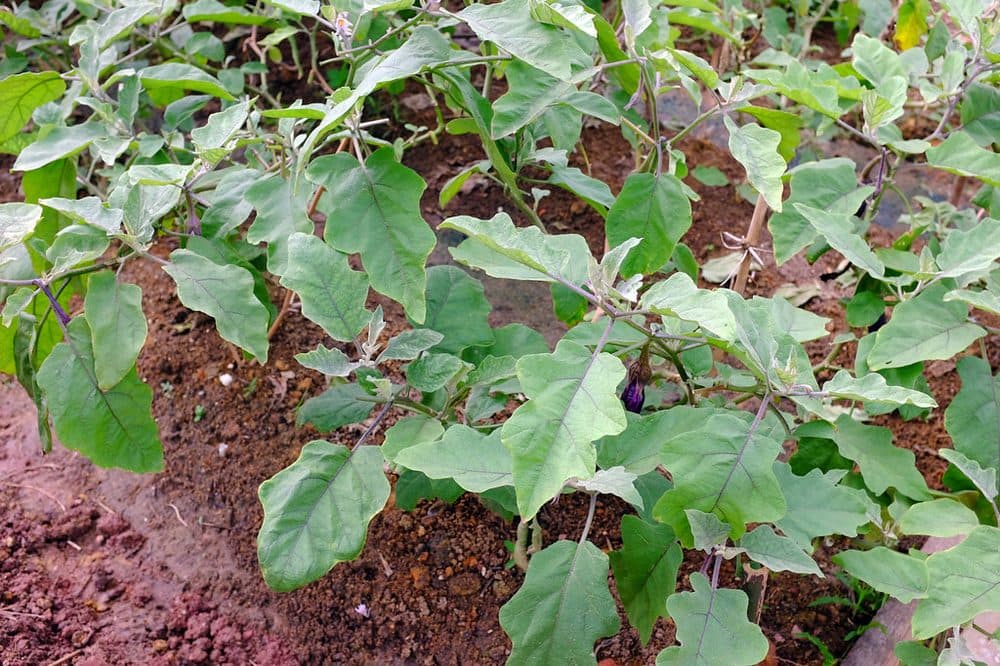 Brinjal