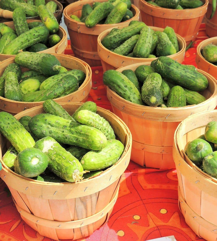 Cucumber