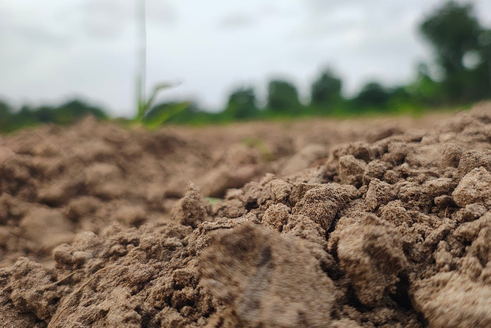 How Natural Farming Rebuilds Soil and Health