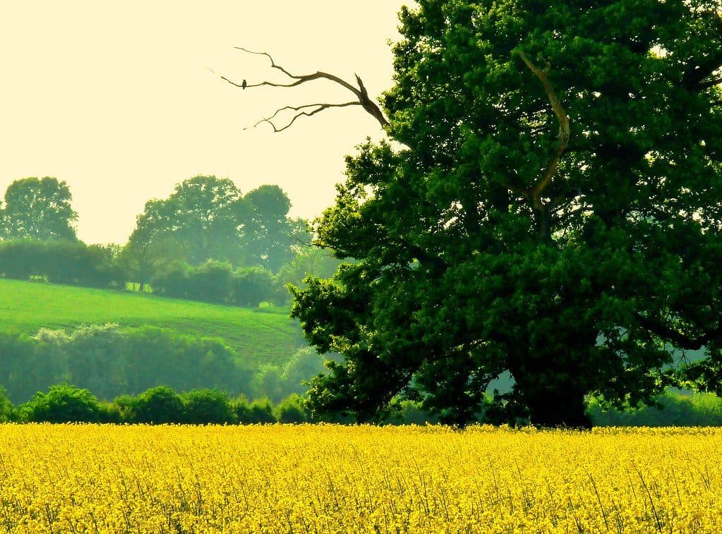 Wide view of the fields